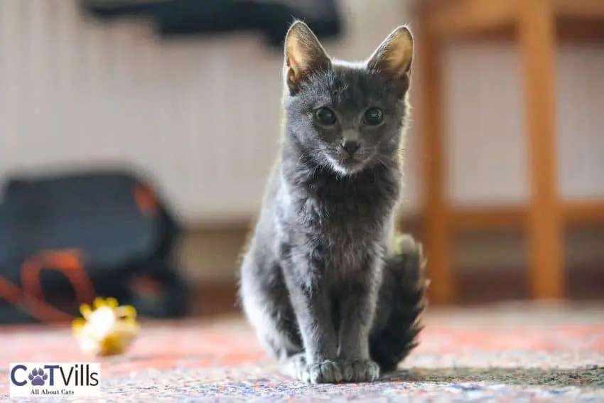 cute grey kitten