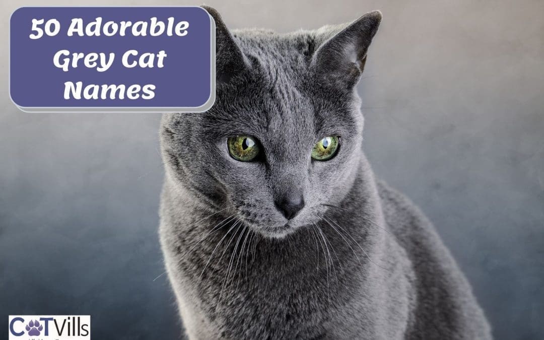 Unique and Creative Grey Cat Names That Reflect Their Mysterious Beauty