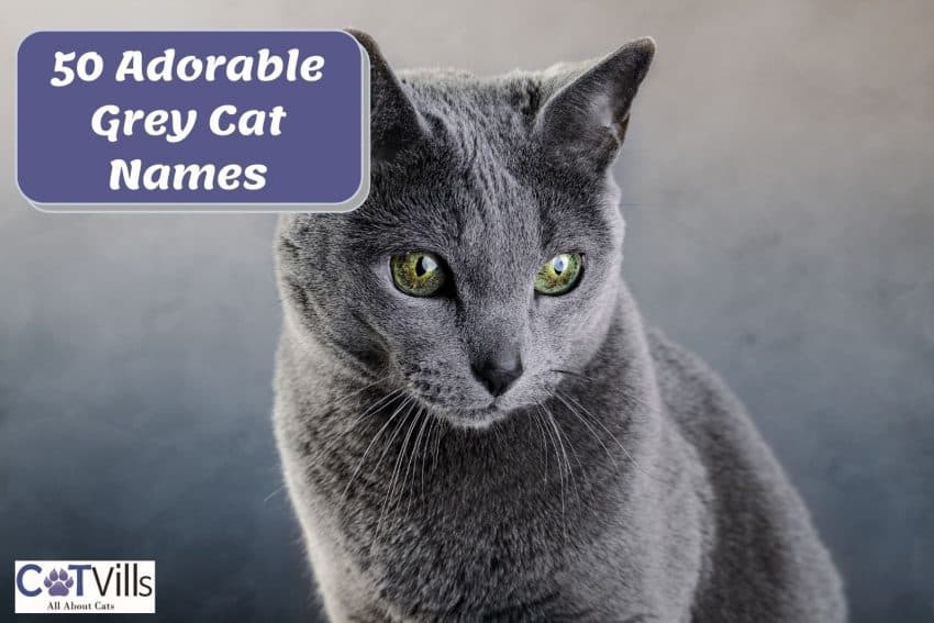 Russian blue beside "grey cat names" text