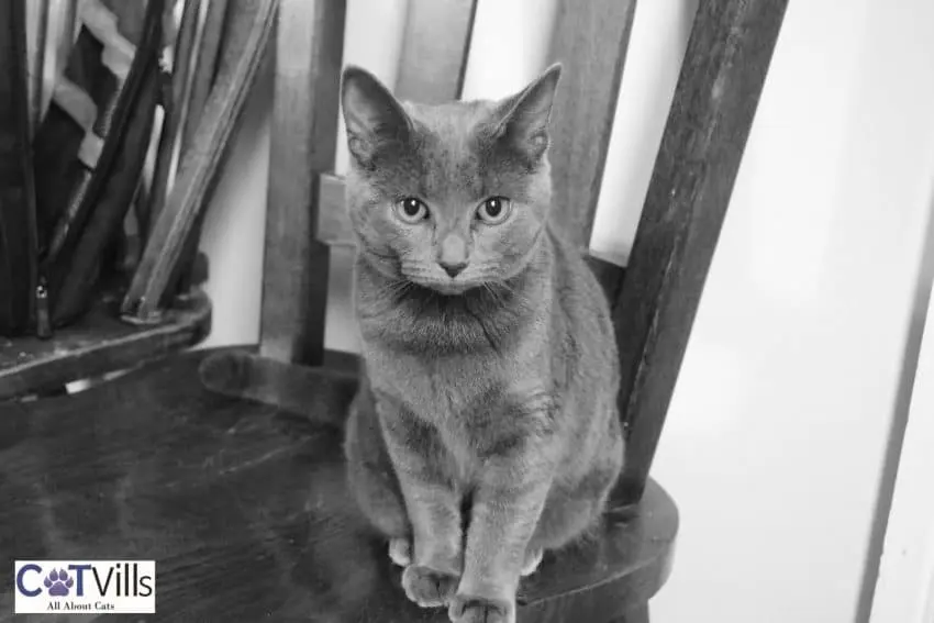 grey cat sitting on the chair