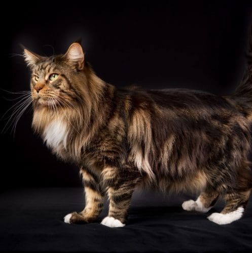 a huge Maine coon cat with white feet