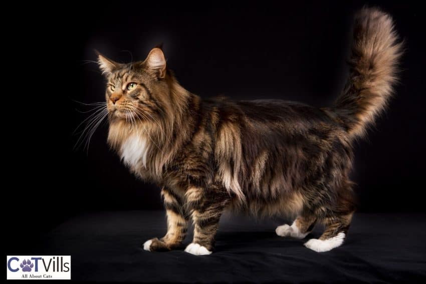 a huge Maine coon cat with white feet