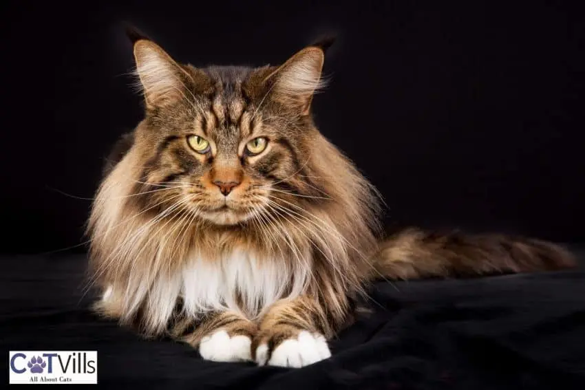 a handsome Maine coon cat looking at the camera