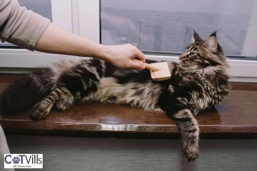 brushing Maine coon's beautiful coat