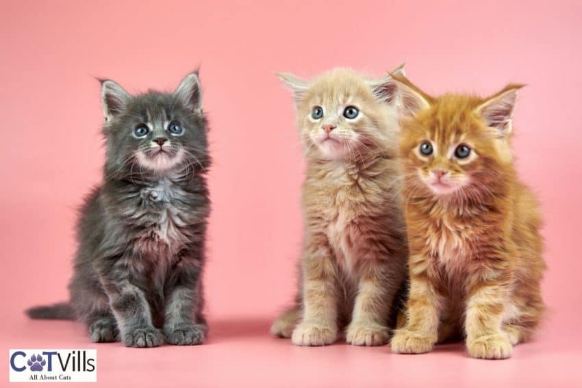 three Maine coon kitties with different coat colors