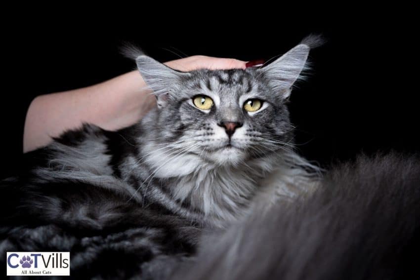 a hand petting a grey Maine coon cat