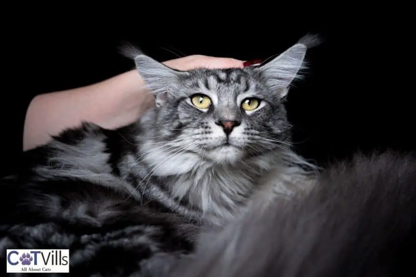 a hand petting a grey Maine coon cat