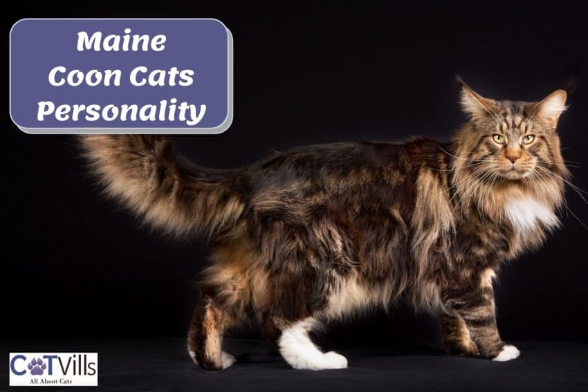 furry Maine coon cat beside "Maine coon cats personality" signage