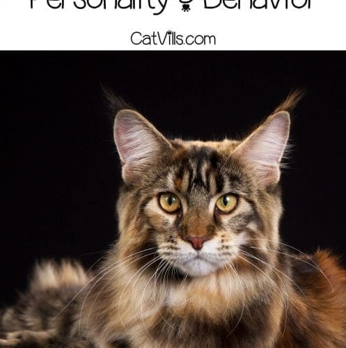 Maine coon cat with large eyes and ears