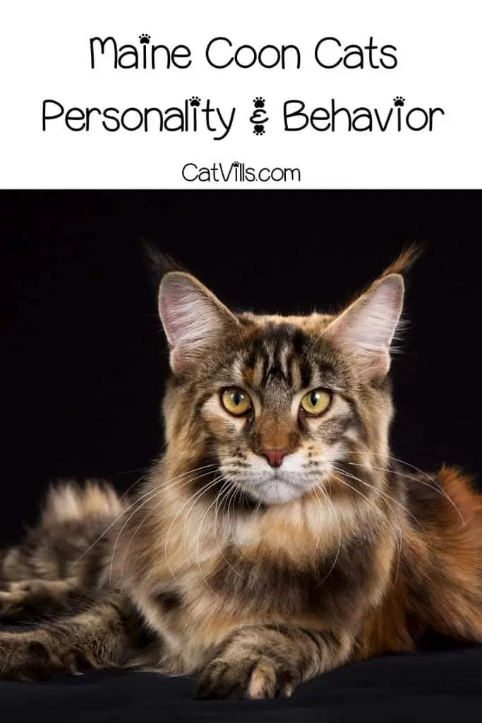 Maine coon cat with large eyes and ears