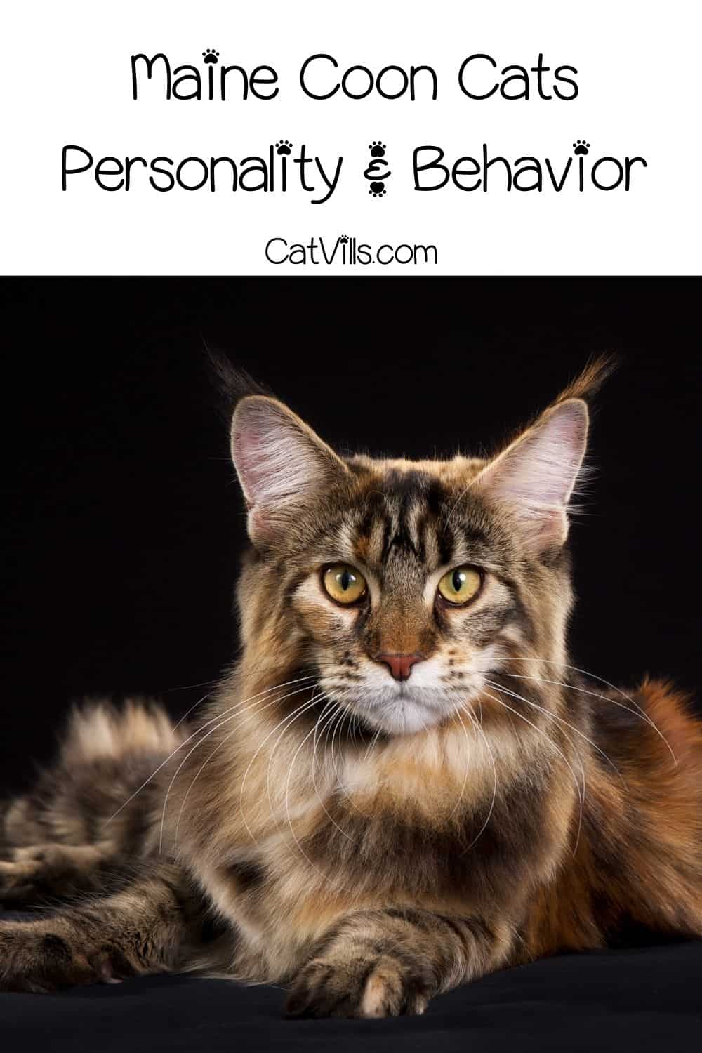 Maine Coon Cats Personality, Behavior And Much More