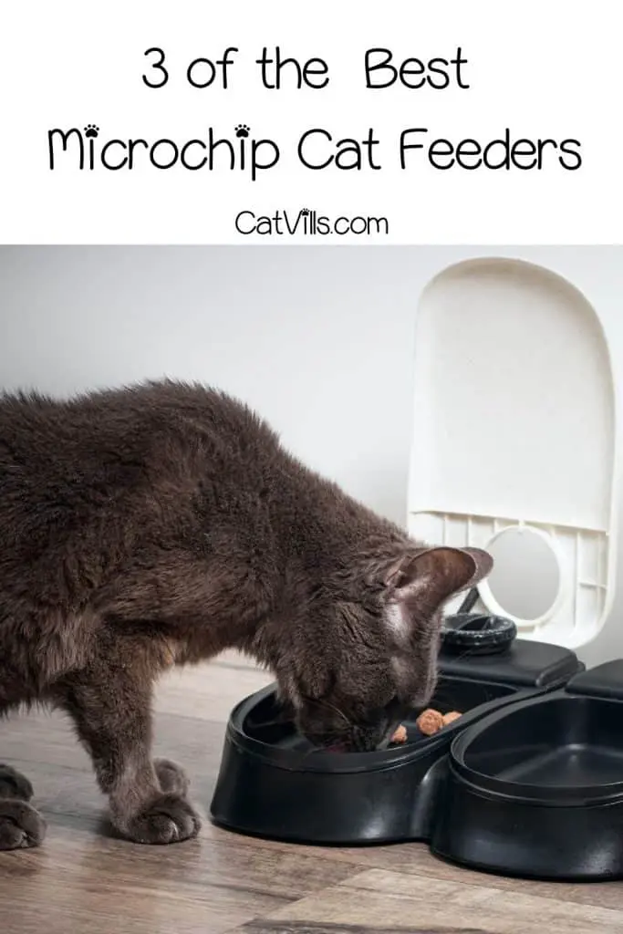 cat eating in microchip cat feeder