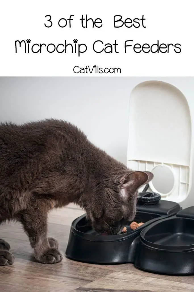 microchip cat feeder reviews