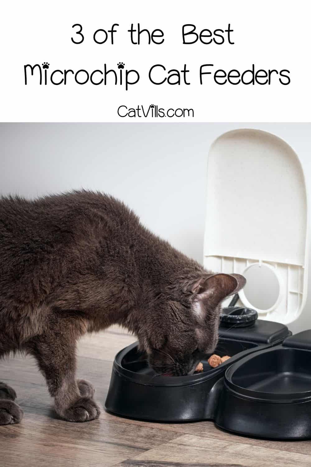 3 Best Microchip Cat Feeders for Your Felines Reviewed