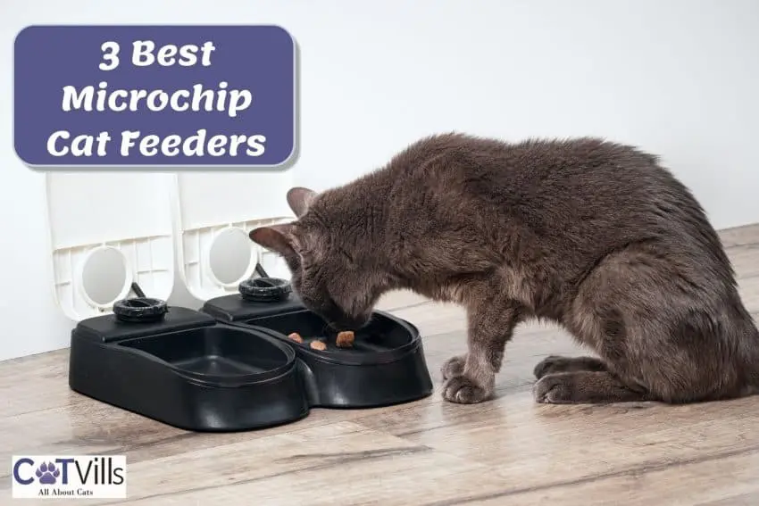 grey cat eating in his microchip cat feeders