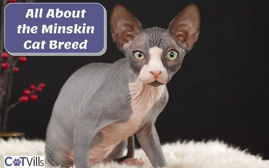 The Minskin Cat Breed: Complete Guide to This Lovable Cat