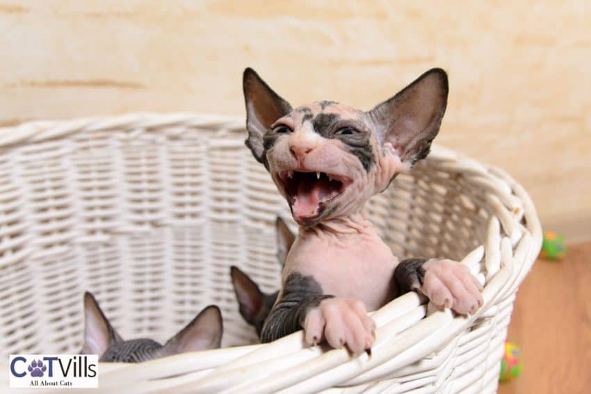 cute Minskin kittens inside a wooden basket