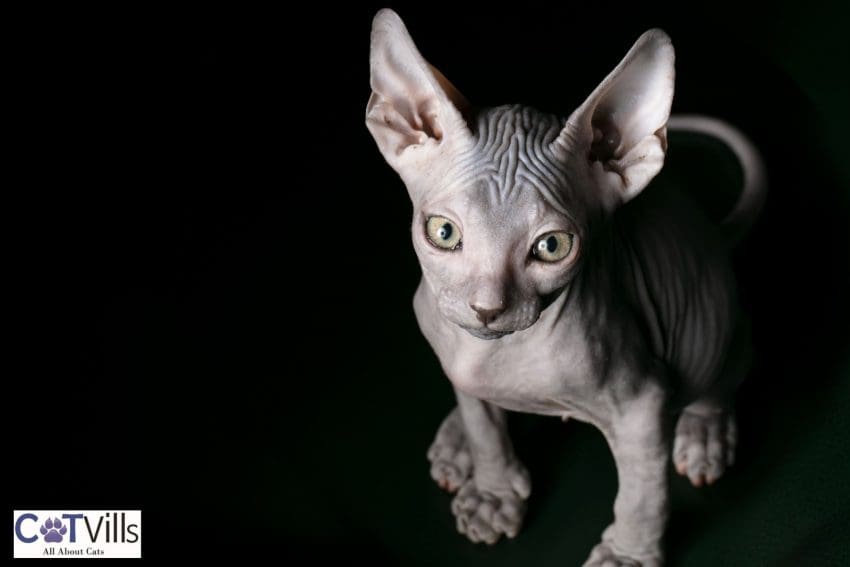 a very adorable Minskin cat breed