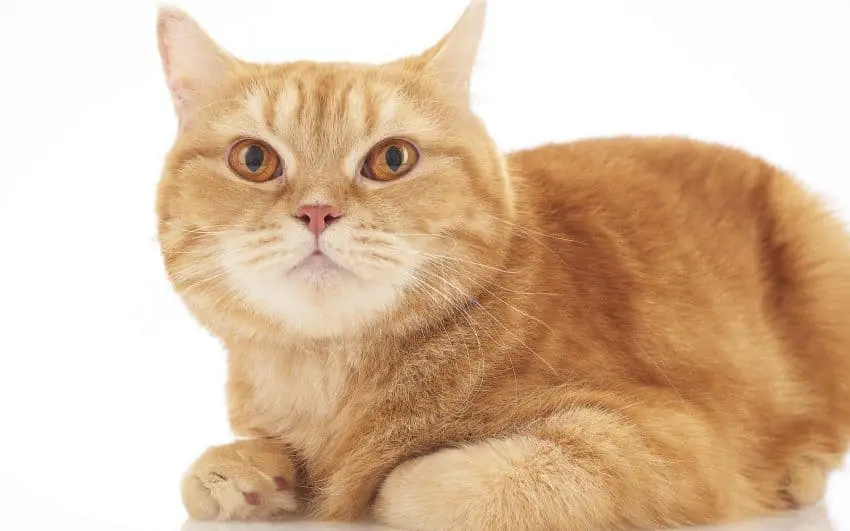 orange british shorthair