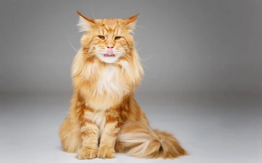 orange maine coon