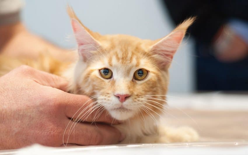 orange turkish angora