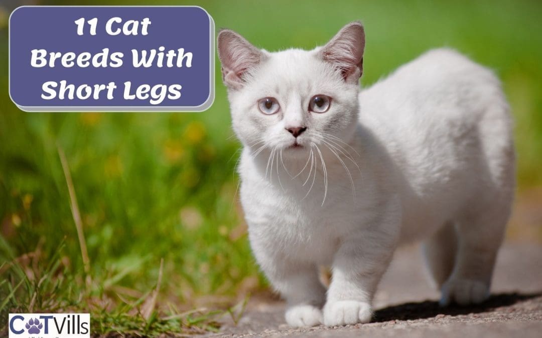 Munchkin Cat: 11 Different Breeds You Should Know That’ll Melt Your Heart