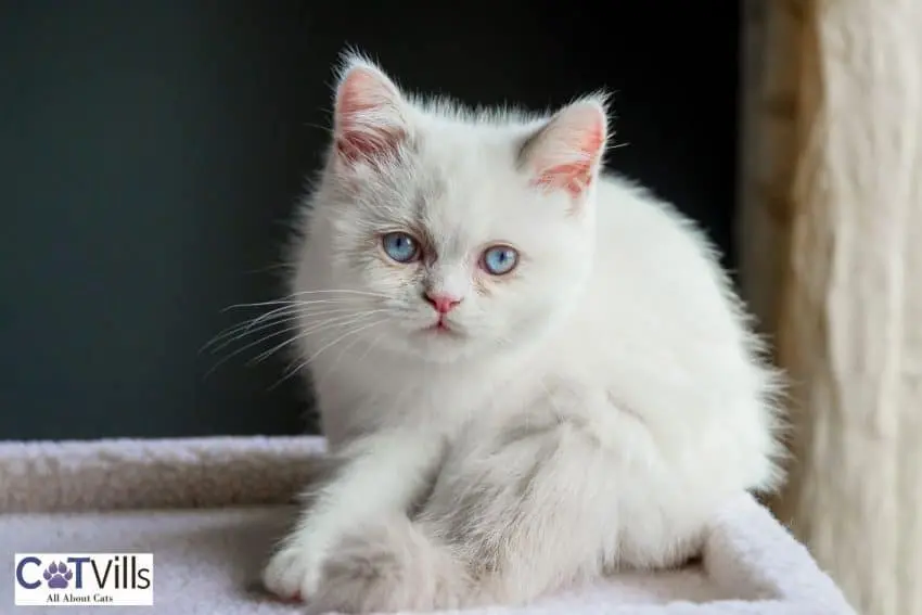napoleon cat