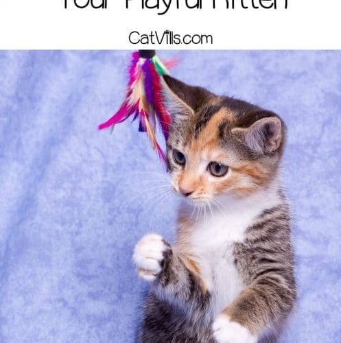 kitten playing a colorful toy