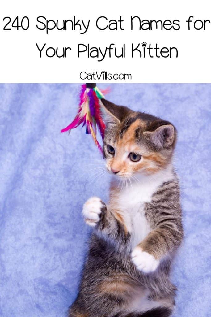 kitten playing a colorful toy