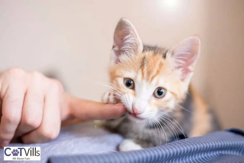 kitten biting his owner's finger