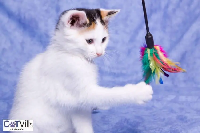 white kitten playing with her toy