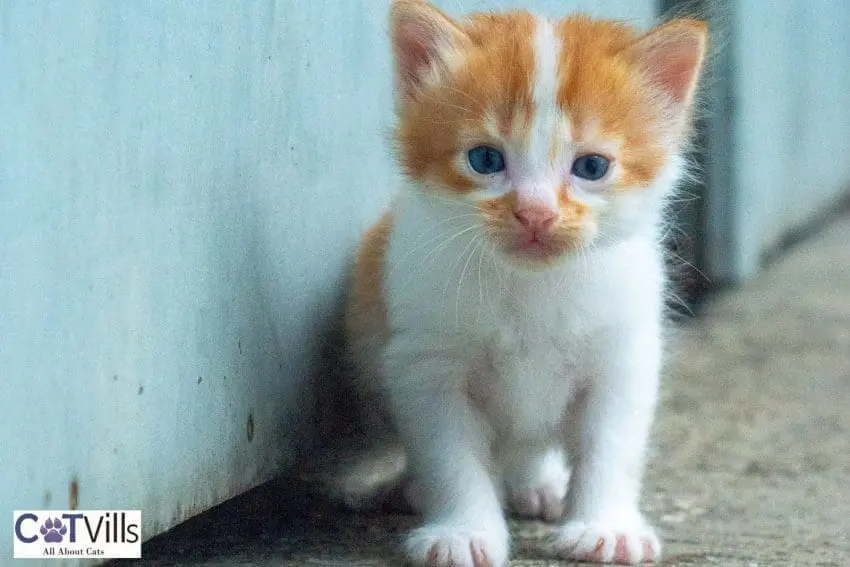 tabby kitten