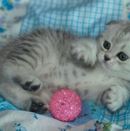 kitten playing a pink ball
