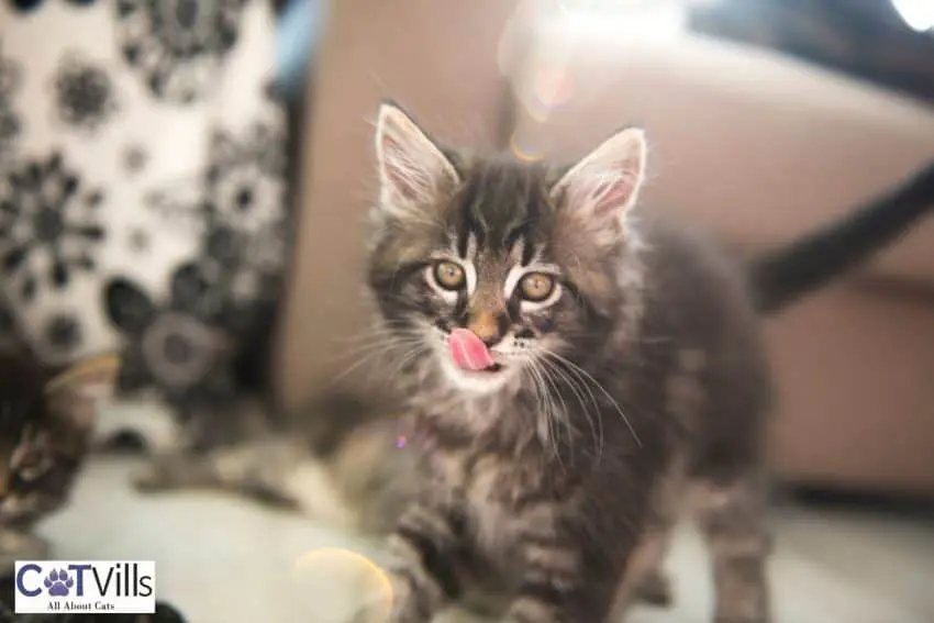 Maine coon kitten licking his mouth