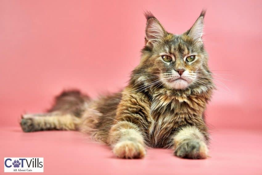 beautiful furry cat lying on the pink floor