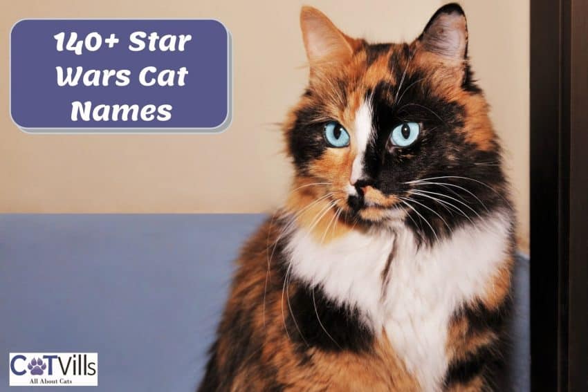 blue-eyed tortoiseshell cat beside "Star War Cat Names" poster