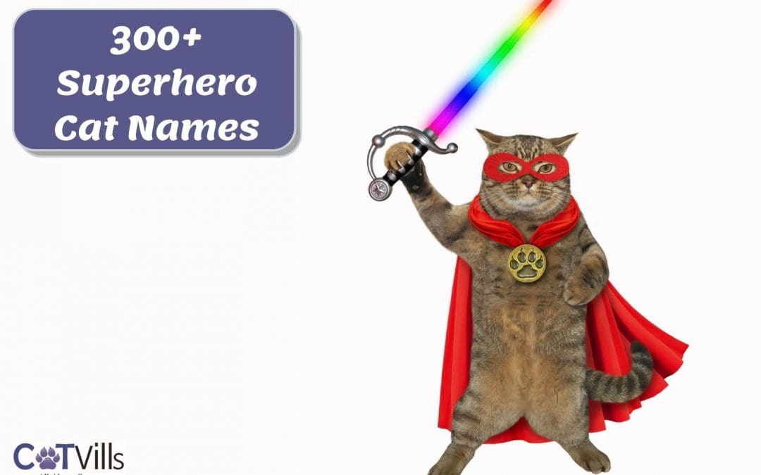 Superhero-Inspired Cat Names: 300 Ideas