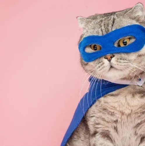 pretty cat with blue cape and shades
