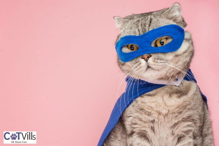pretty cat with blue cape and shades