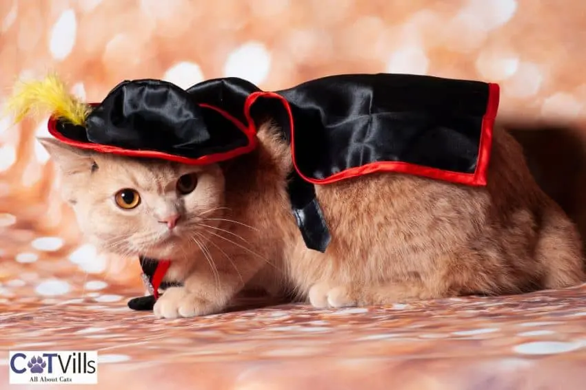 cat with black cape and hat