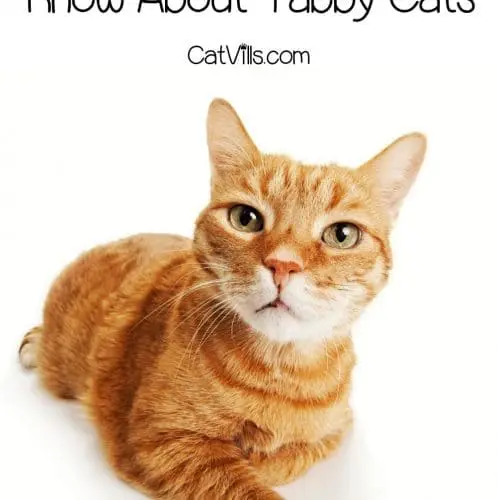 orange tabby cat looking at the camera