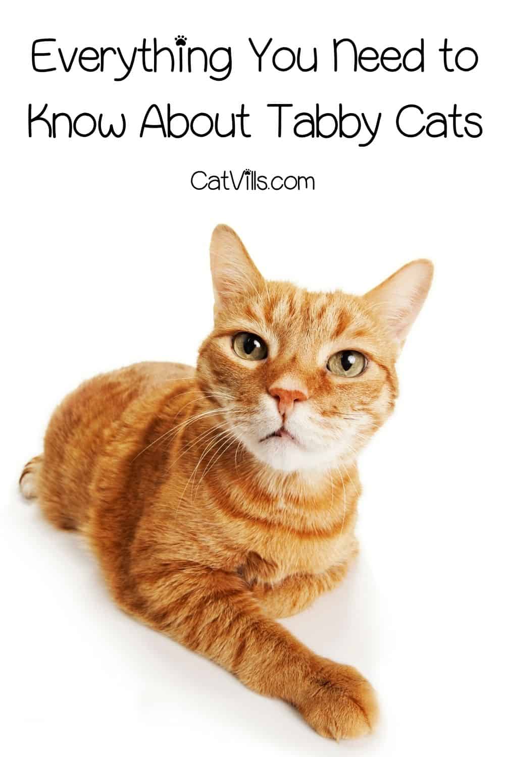 Tabby Cat Breeds: Stripes, Whiskers, & Perfect Companionship