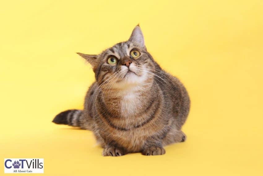 chubby tabby cat happily looking above