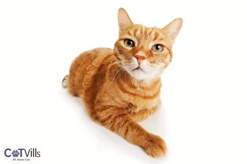 Tabby Cat Personality And Characteristics You Need To Know About 0893