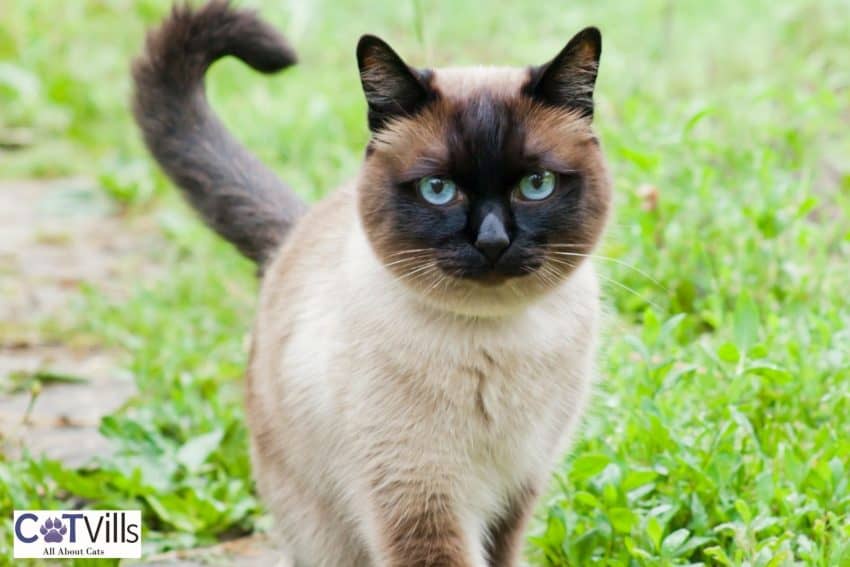 apple head siamese cat, one of the