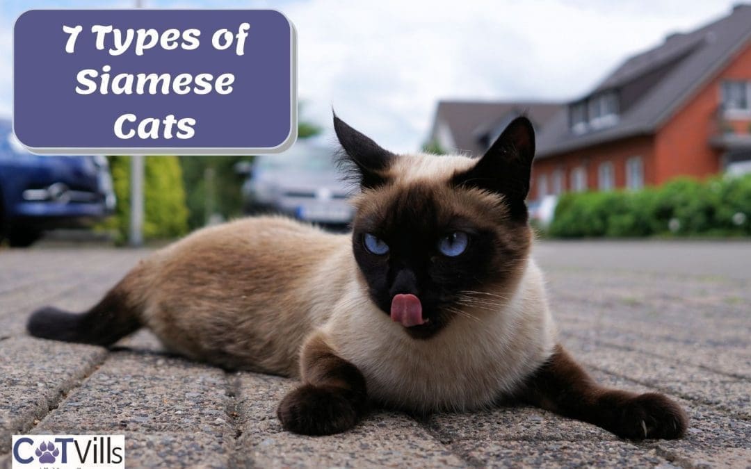 7 Types of Siamese Cats You’ll Love!