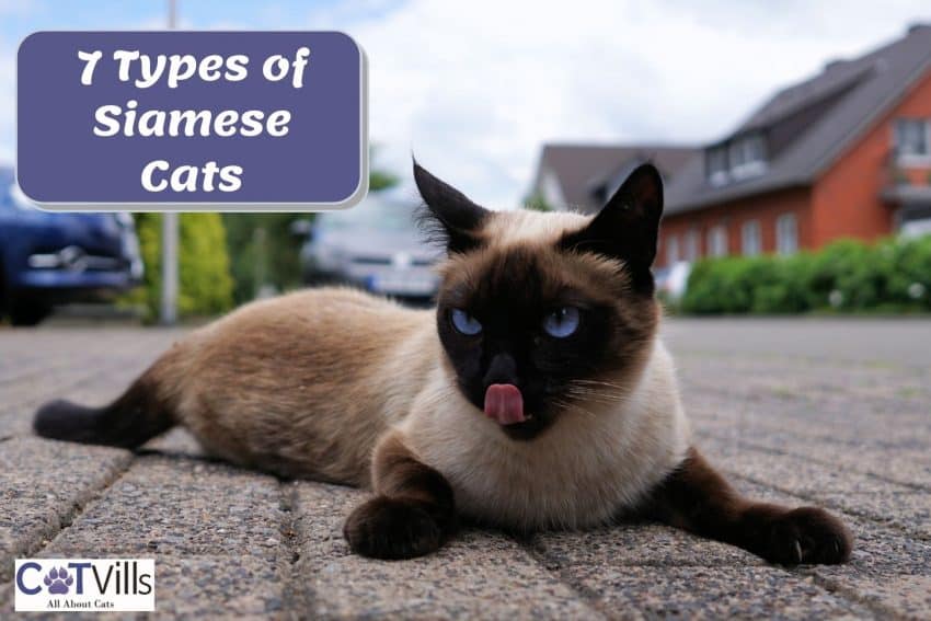 Siamese cat licking his mouth