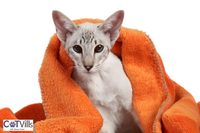 modern siamese cat covered by a blanket