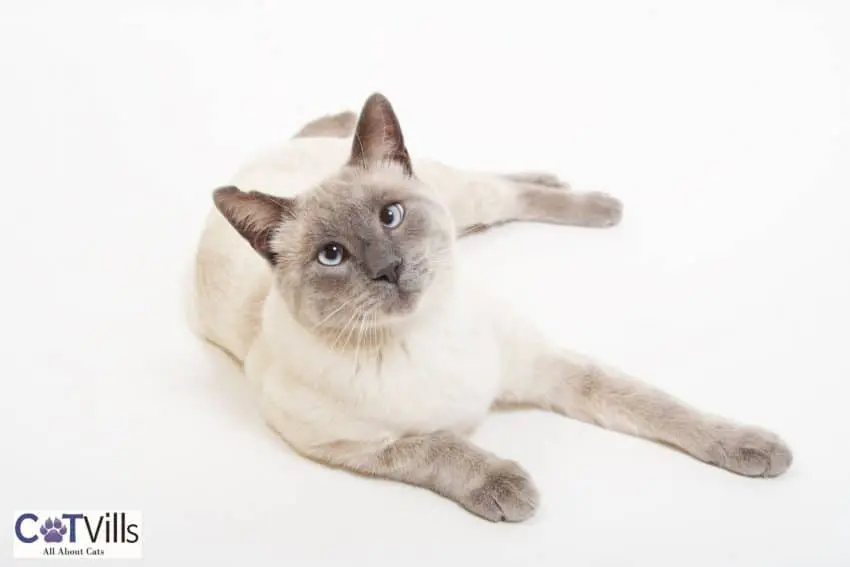 light-colored Siamese cat