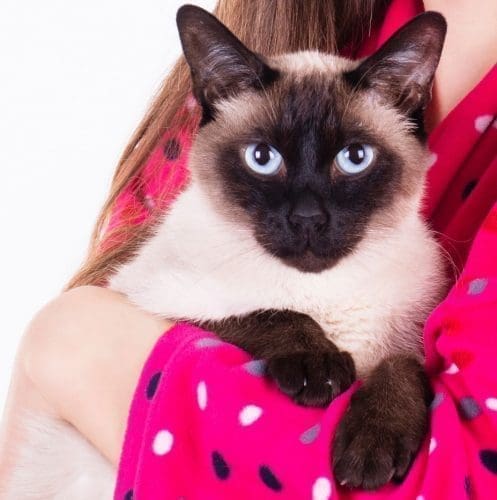 Siamese cat held by his owner